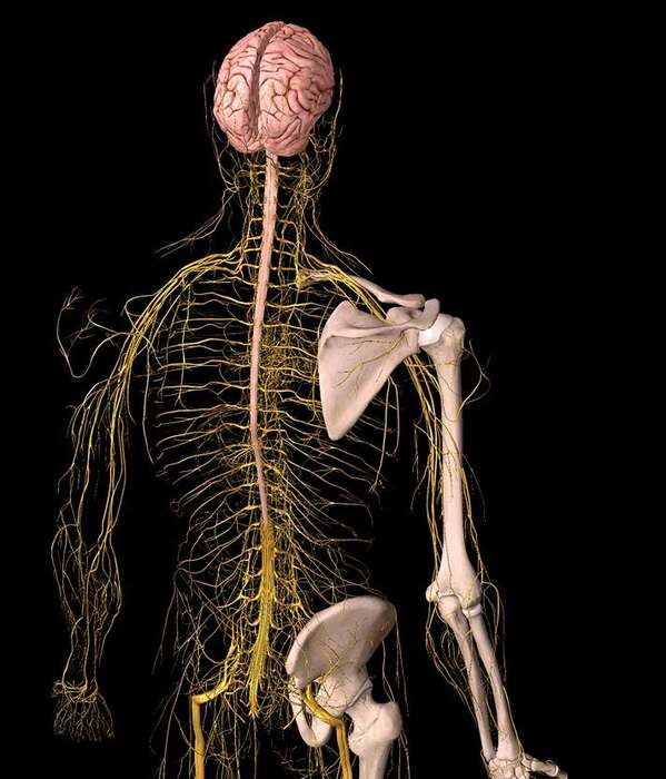 Foto La Neurodinamica nel Percorso Riabilitativo (Mobilizzazione del Sistema Nervoso)